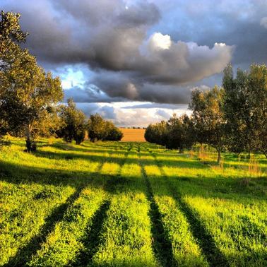 Tathra Homestead olive grove